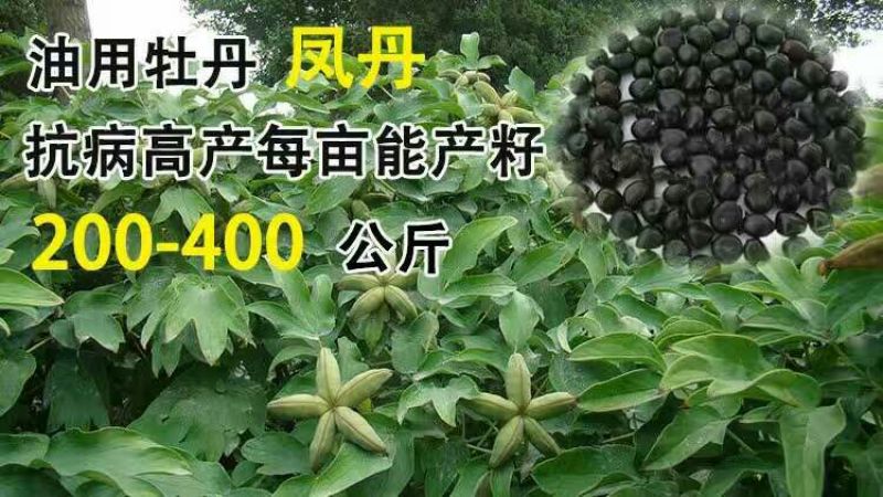 油牡丹苗10~20cm