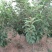 樱花4cm以下