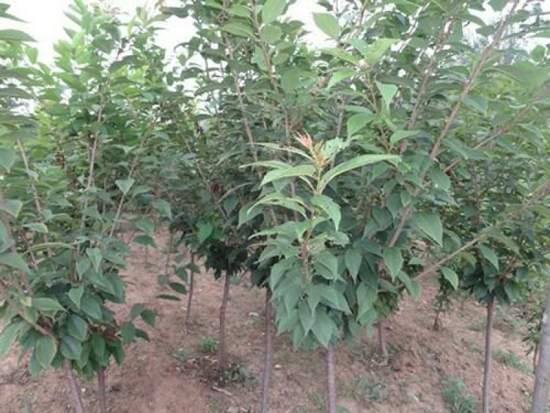 樱花4cm以下