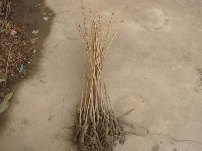 樱花4cm以下