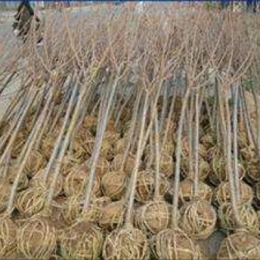 樱花4cm以下