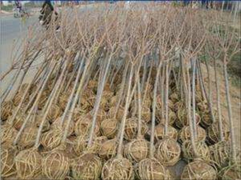 樱花4cm以下