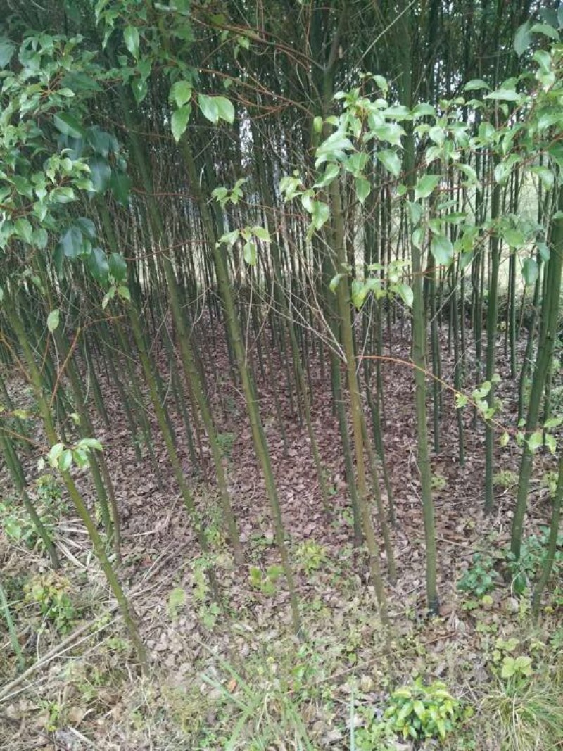 香樟4~6cm4~6cm2.5~3米