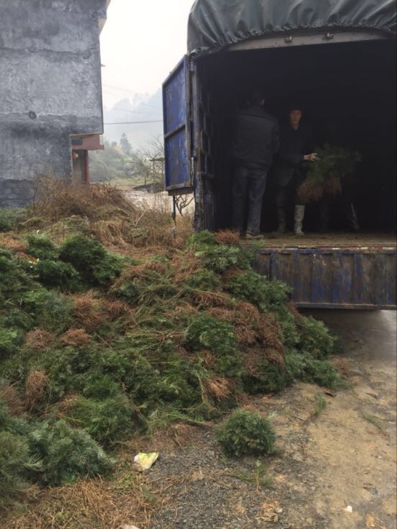 杉树杉木小苗杉树苗