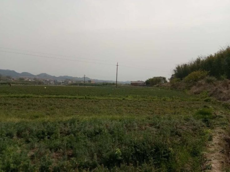 杉树杉木小苗杉树苗