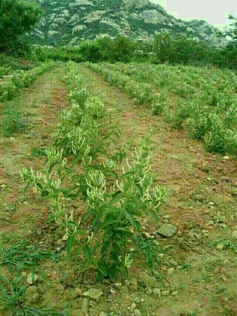 四季金银花苗，树型四季花，懒汉花，红色金银花。