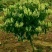 四季金银花苗，树型四季花，懒汉花，红色金银花。