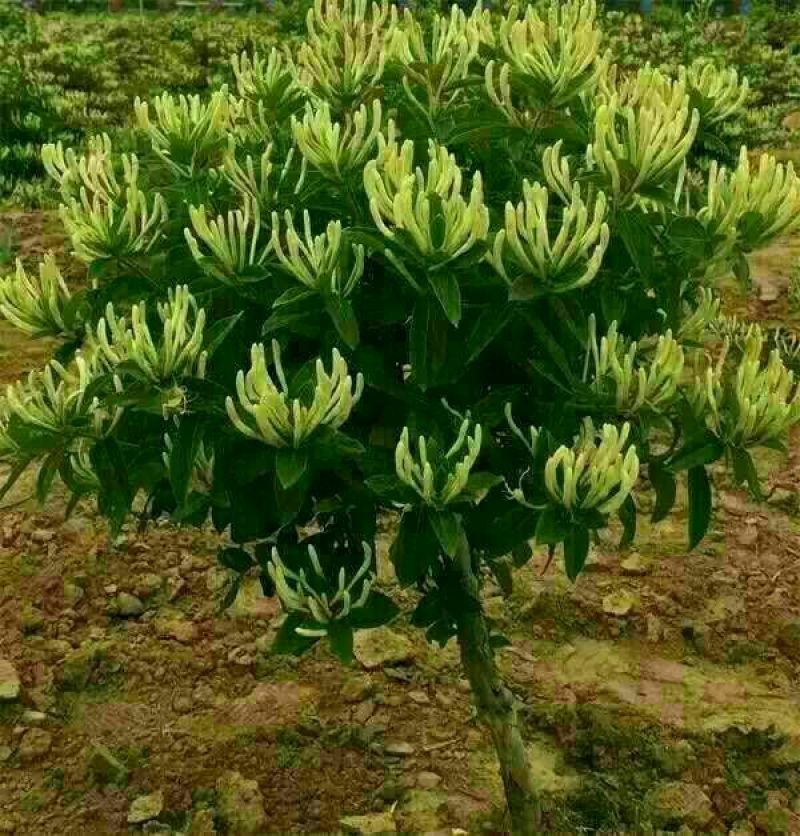 四季金银花苗，树型四季花，懒汉花，红色金银花。