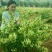 四季金银花苗，树型四季花，懒汉花，红色金银花。