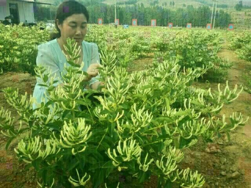 四季金银花苗，树型四季花，懒汉花，红色金银花。