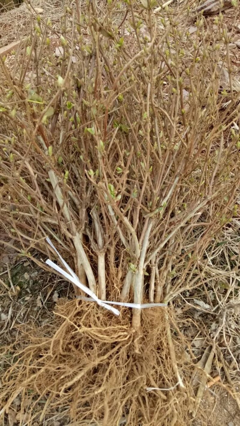 四季金银花苗，树型四季花，懒汉花，红色金银花。
