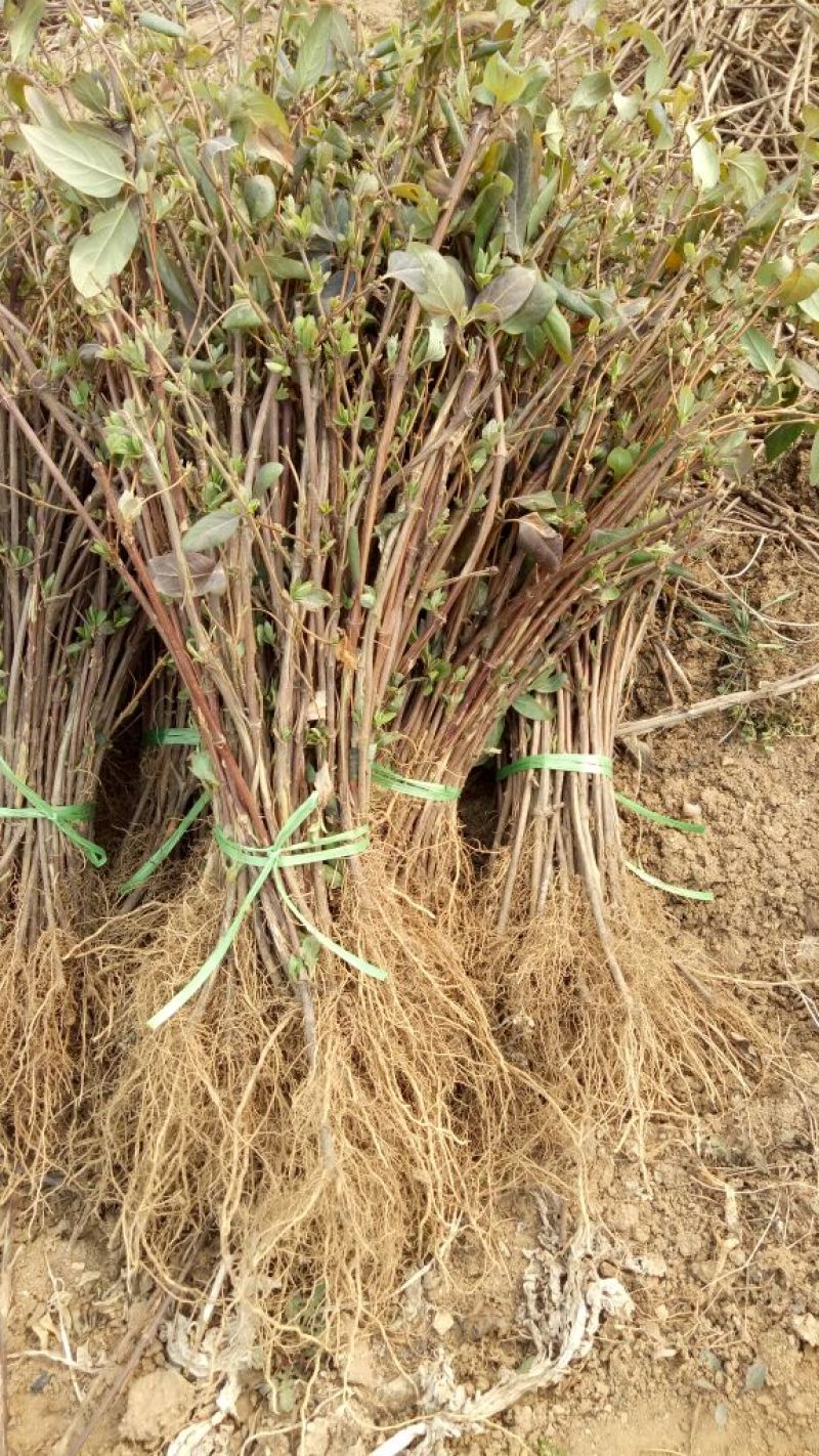 四季金银花苗，树型四季花，懒汉花，红色金银花。