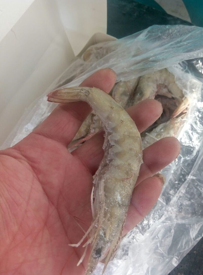 南美白对虾食用冻虾