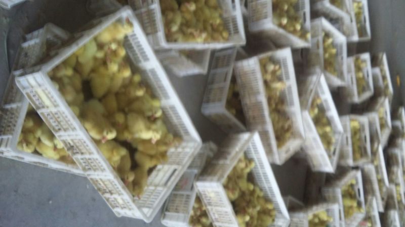 皖西白鹅苗250g以下