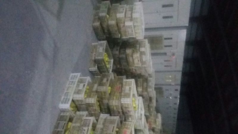 皖西白鹅苗250g以下