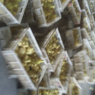 皖西白鹅苗250g以下