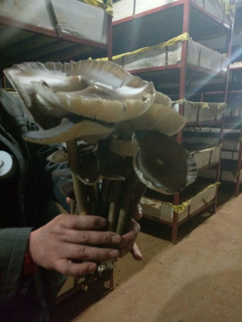 黑皮鸡纵菌菌种，黑皮鸡纵菌种植，黑皮鸡纵菌好种吗，联盛