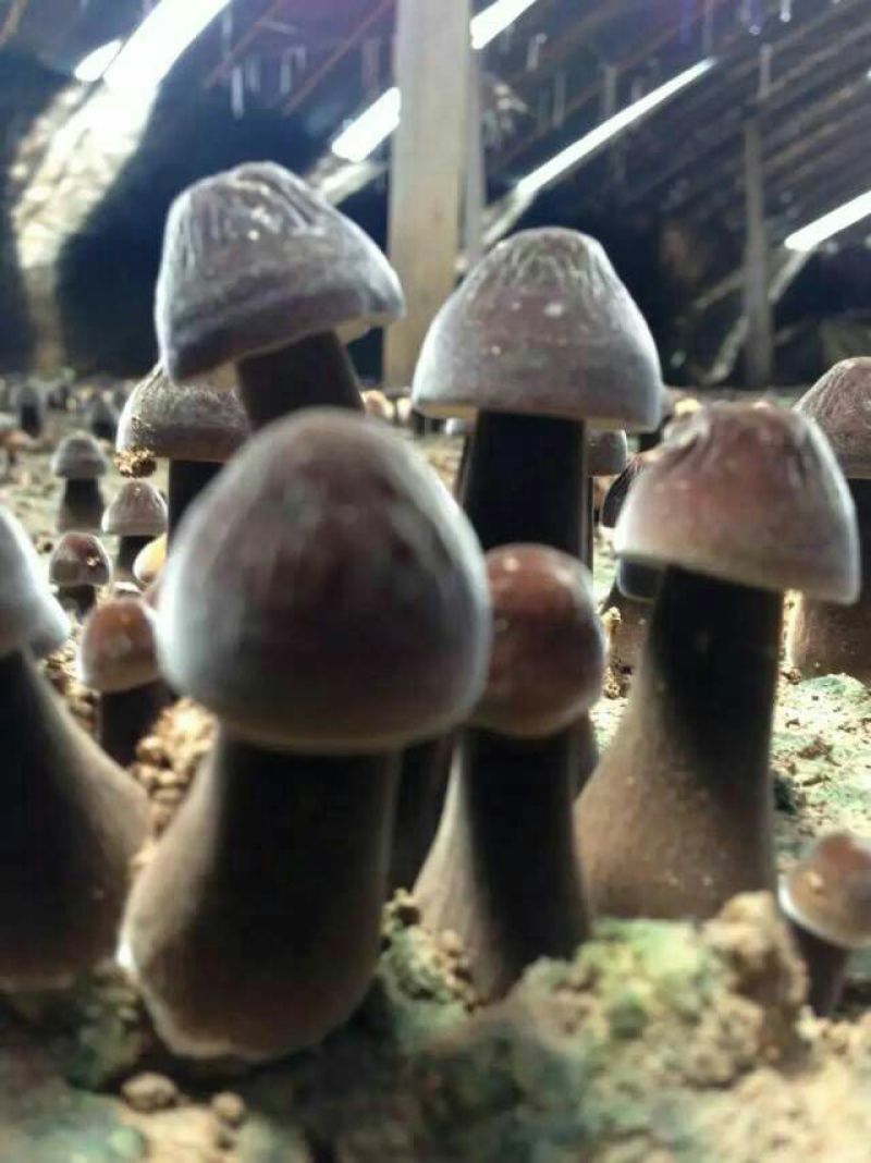 黑皮鸡纵菌菌种，黑皮鸡纵菌种植，黑皮鸡纵菌好种吗，联盛