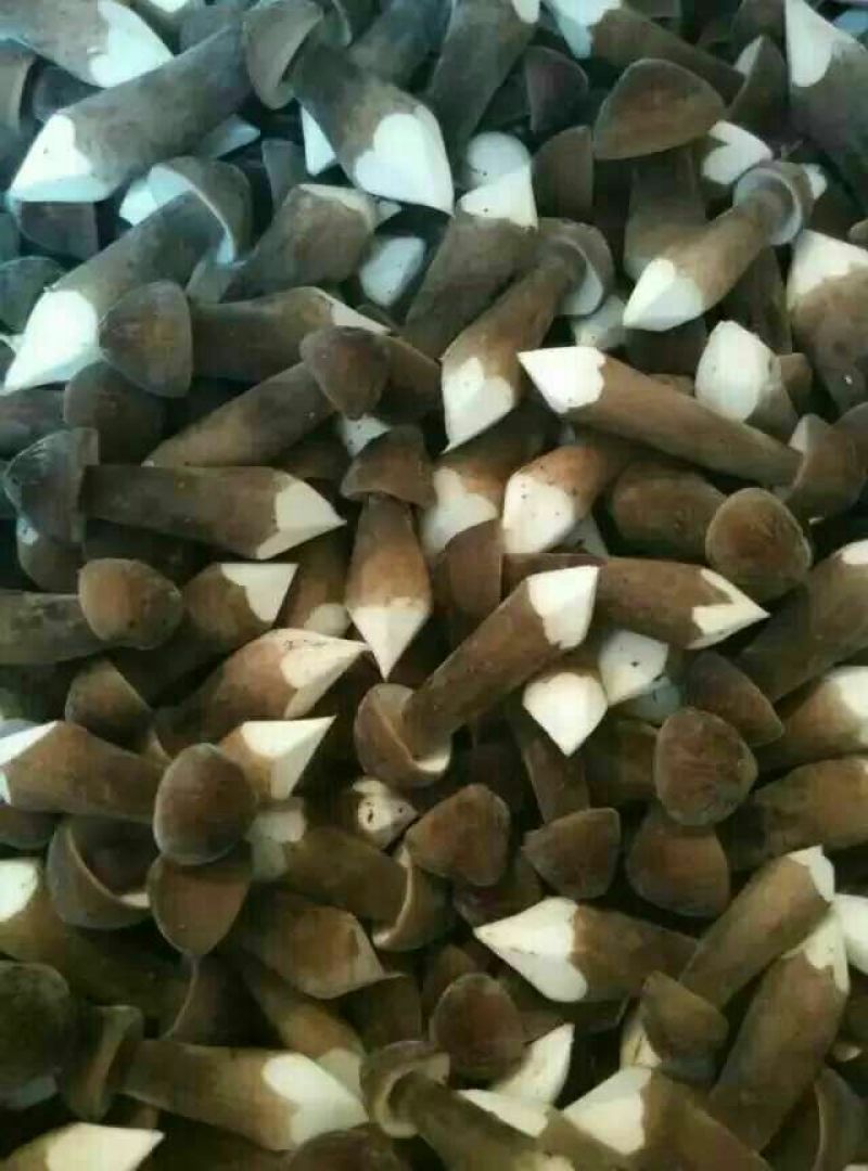 黑皮鸡纵菌菌种，黑皮鸡纵菌种植，黑皮鸡纵菌好种吗，联盛
