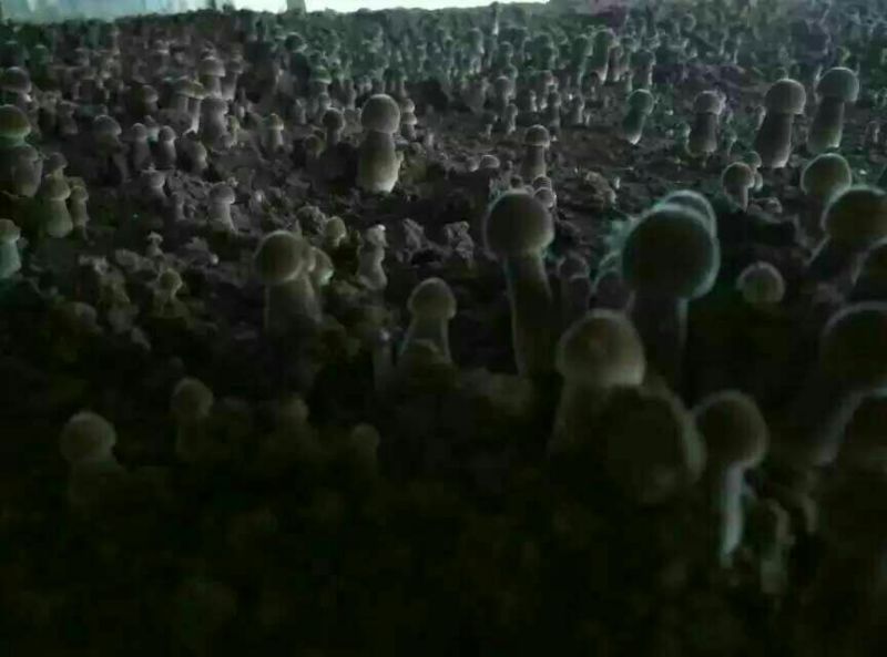 黑皮鸡纵菌菌种，黑皮鸡纵菌种植，黑皮鸡纵菌好种吗，联盛