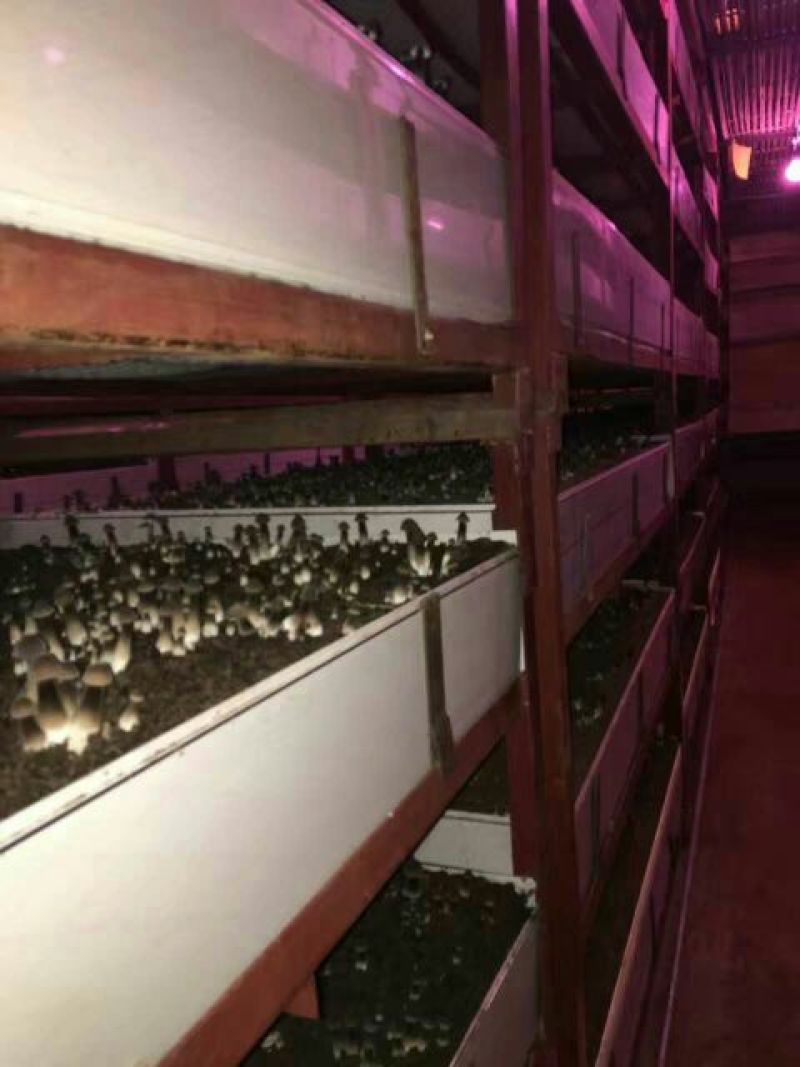 黑皮鸡纵菌菌种，黑皮鸡纵菌种植，黑皮鸡纵菌好种吗，联盛