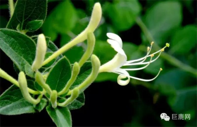 金银花1米以下