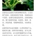 金银花1米以下