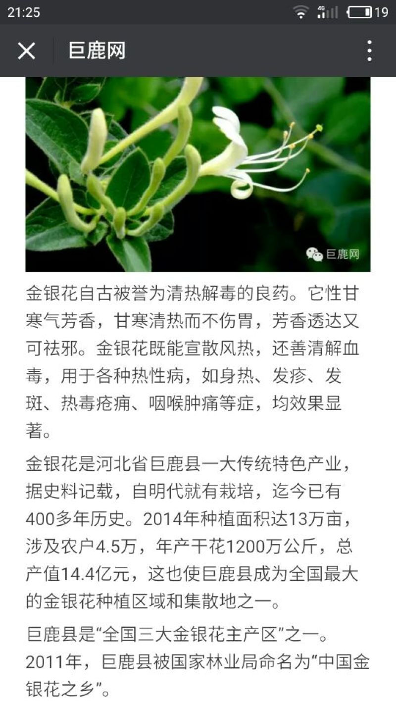 金银花1米以下