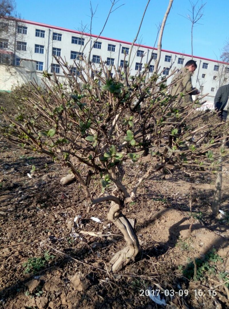 金银花1米以下