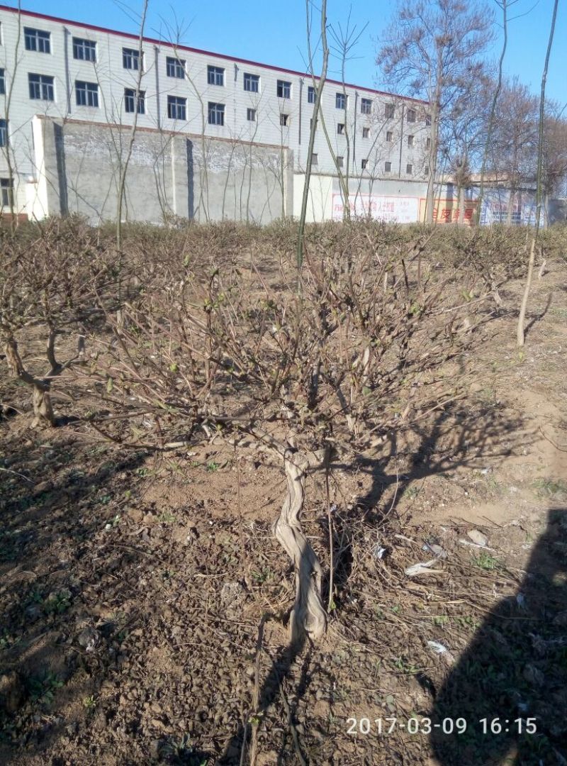 金银花1米以下