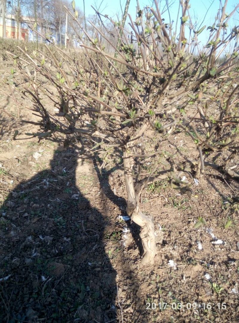金银花1米以下