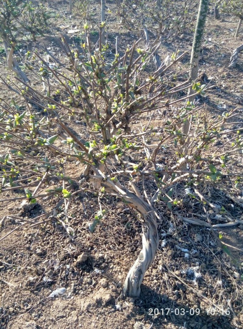 金银花1米以下