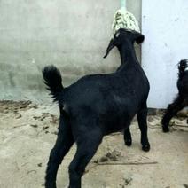 成都川羊农业公司负责推出金堂黑山、麻羊黄羊肉羊种羊！