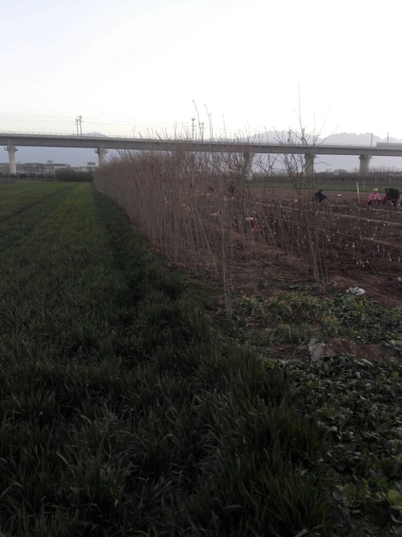 日本红叶樱花苗苗圃现挖保湿发货免费提供技术指导