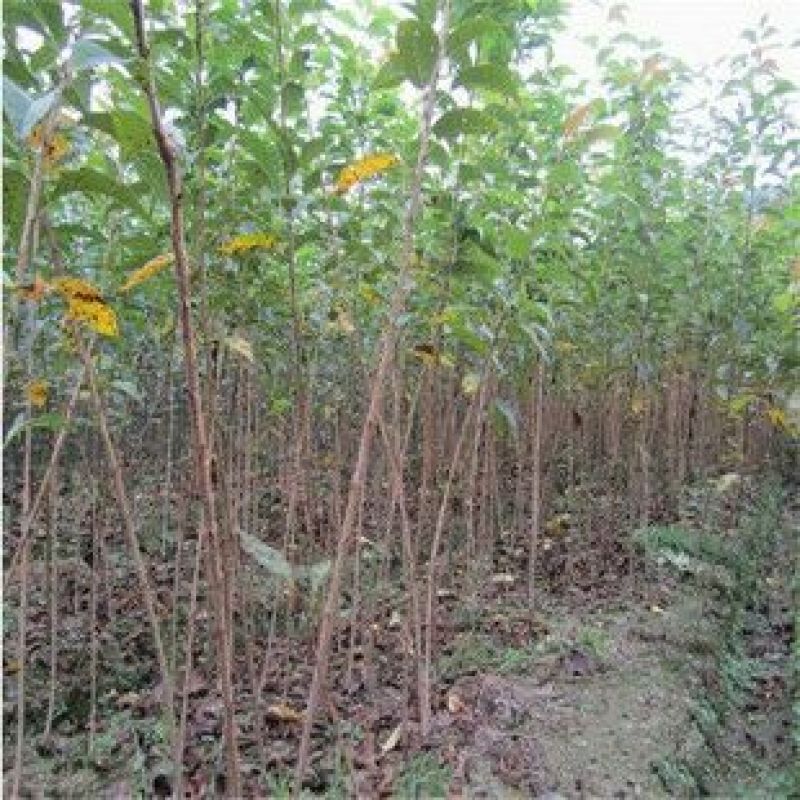 日本红叶樱花苗苗圃现挖保湿发货免费提供技术指导