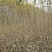 日本红叶樱花苗苗圃现挖保湿发货免费提供技术指导