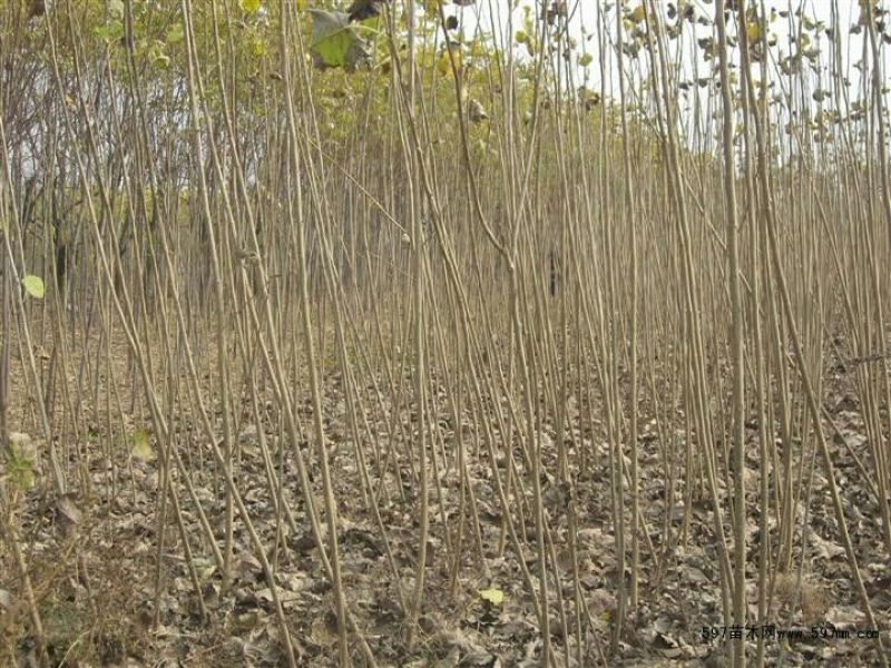 日本红叶樱花苗苗圃现挖保湿发货免费提供技术指导