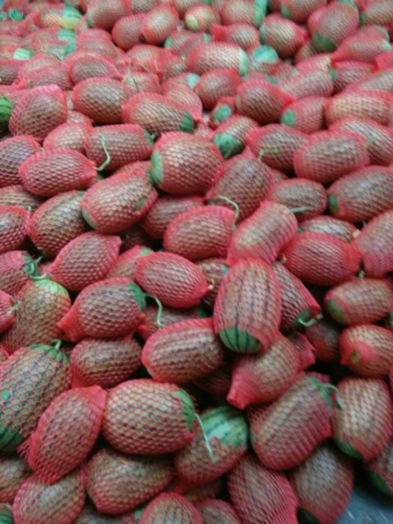 山东潍坊红玉西瓜，大量上市，直供电商超市批发市场