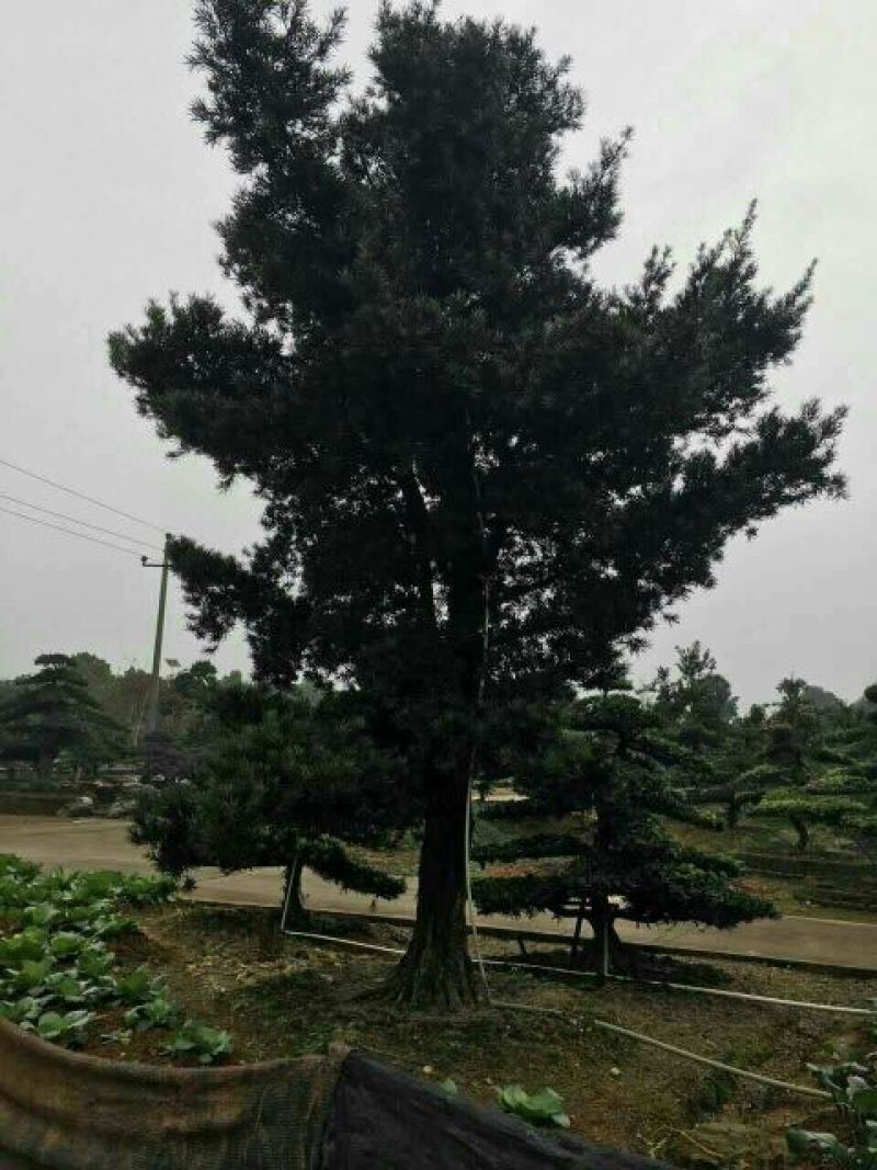 罗汉松4~6cm4~6cm1.5~2米