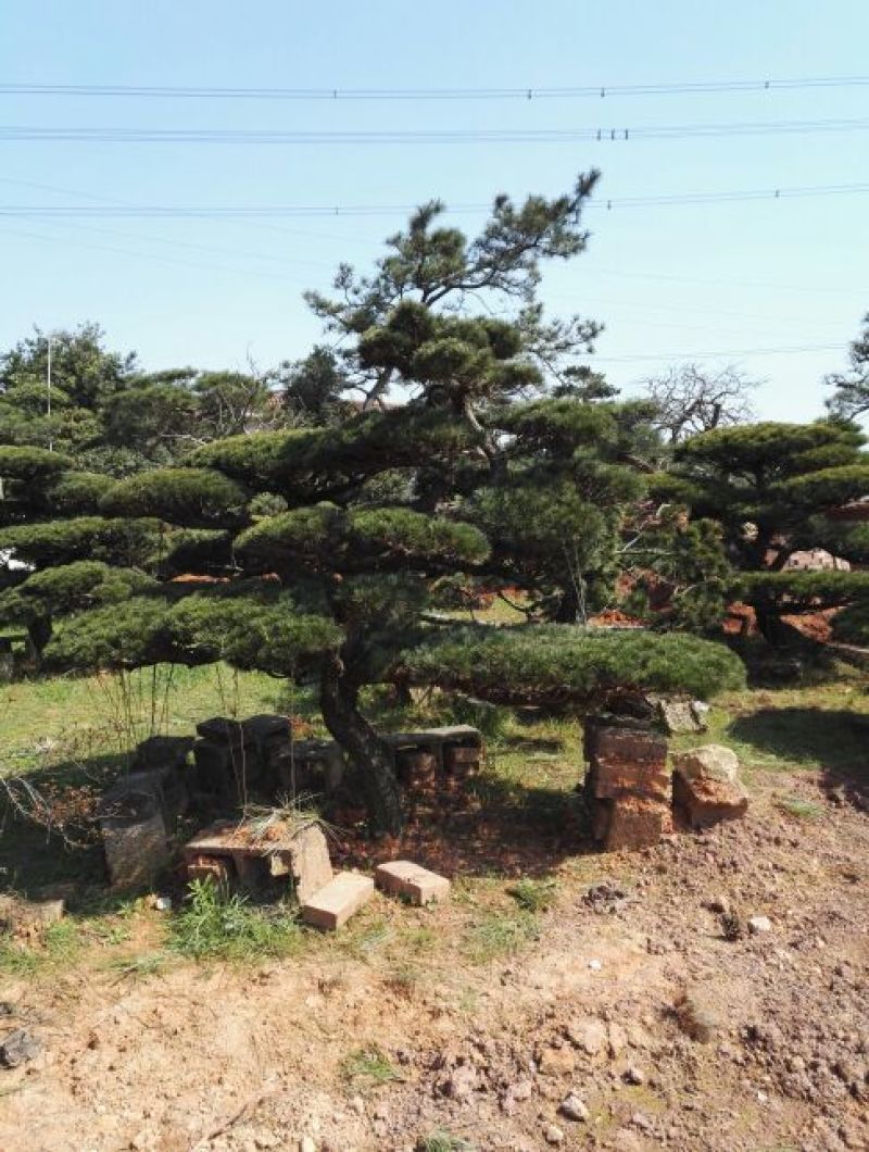 造型松10公分