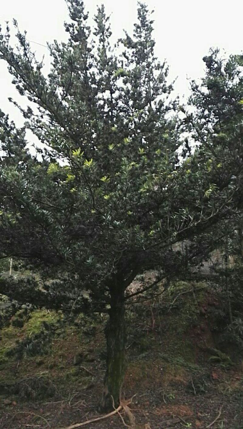 造型松10公分