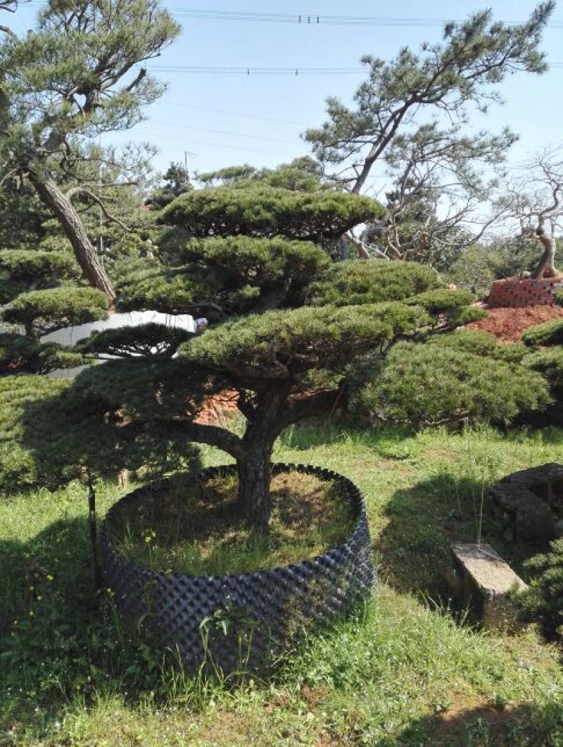 造型松10公分
