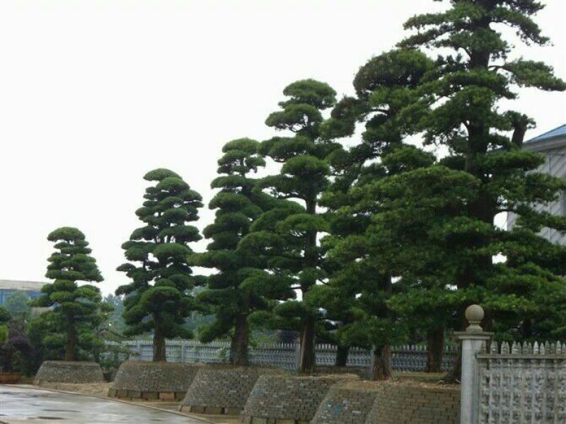 造型松10公分
