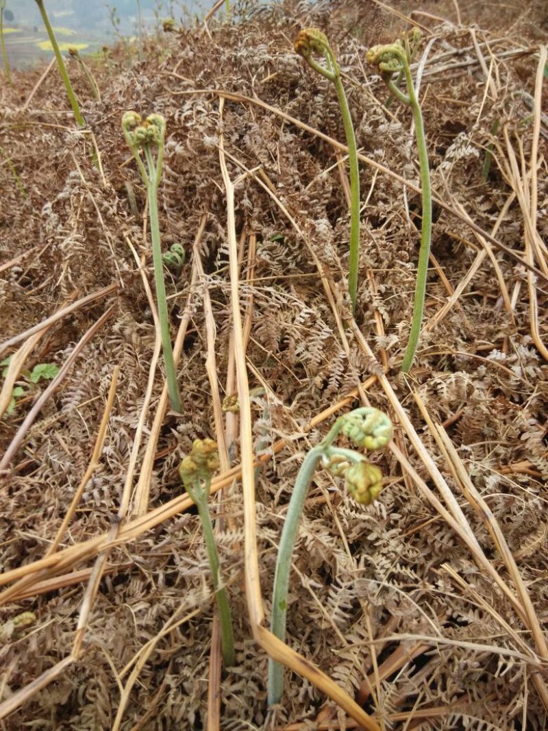 龙爪菜