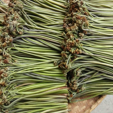 龙爪菜