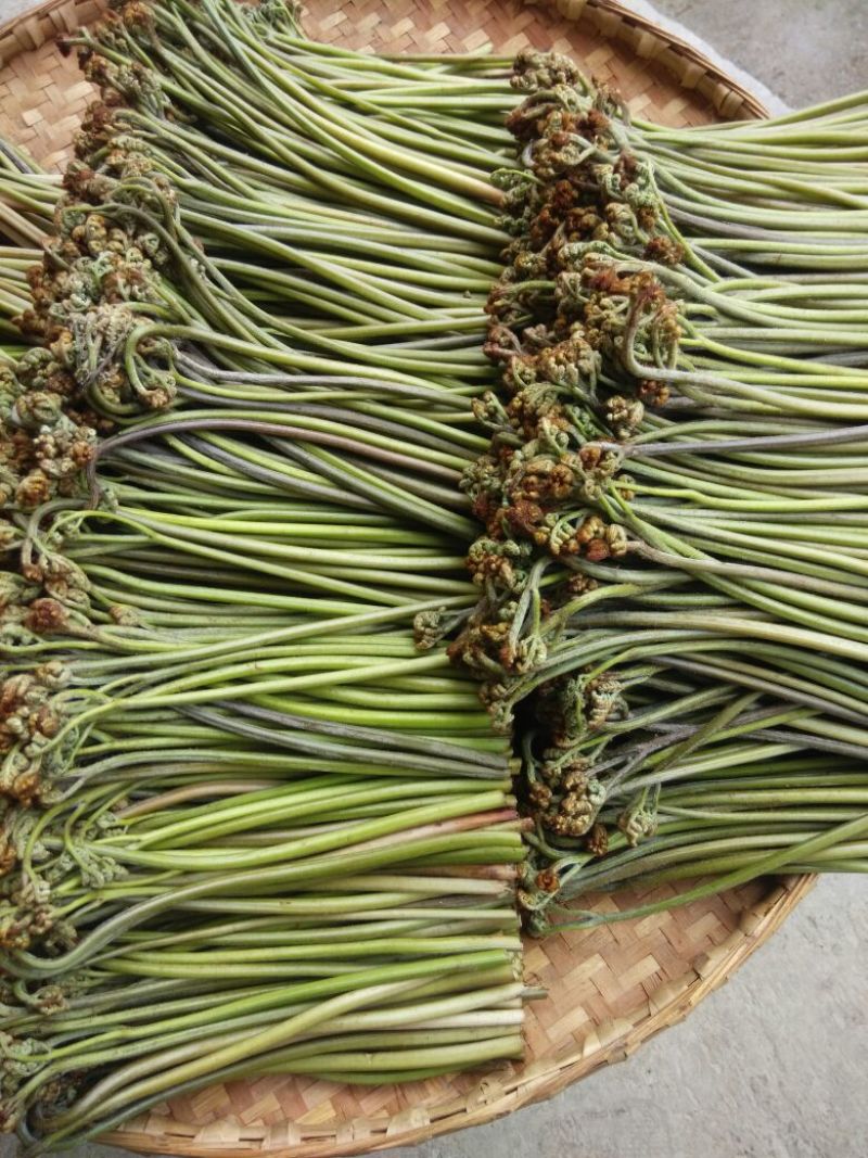 龙爪菜