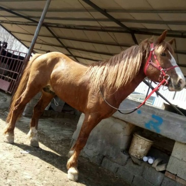 阿拉伯马300~400kg