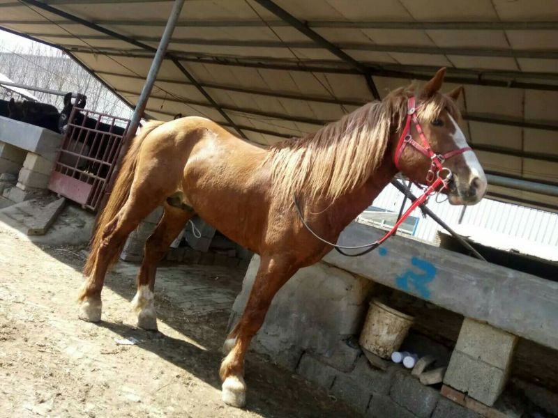 阿拉伯马300~400kg