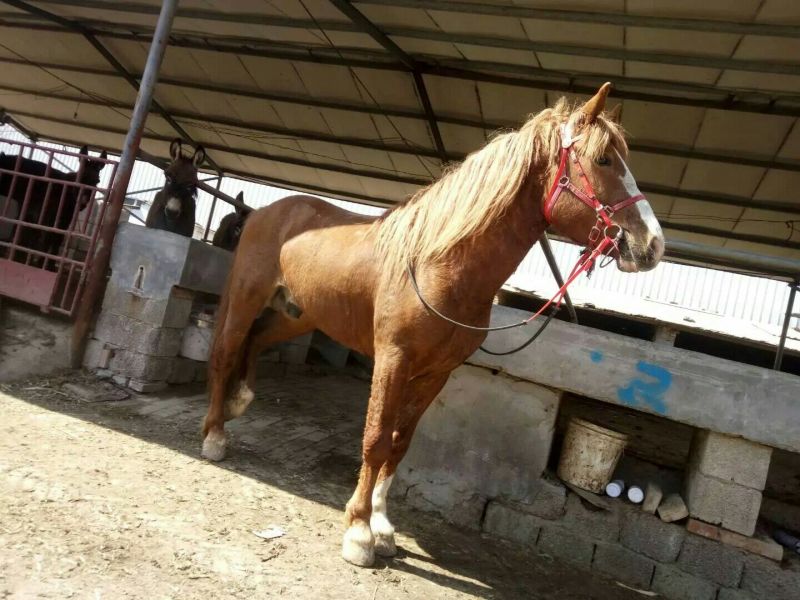 阿拉伯马300~400kg