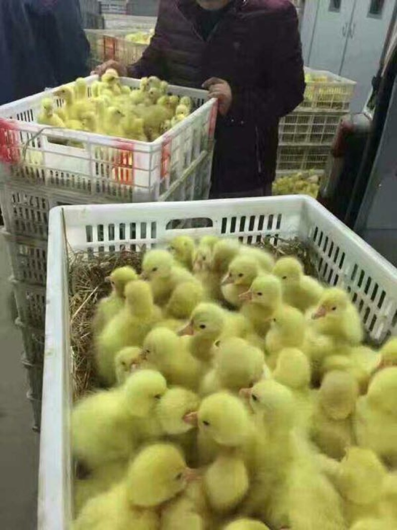 鹅苗